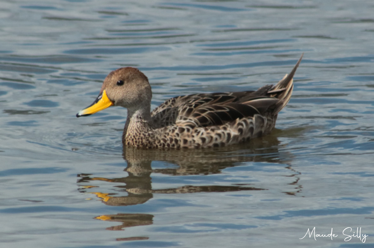image Yellow-billed Pintail